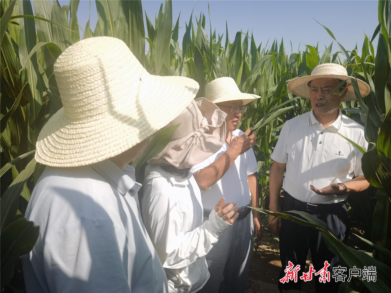 专家组在甘州区制种玉米示范地查看玉米长势