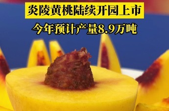炎陵黄桃陆续开园上市，今年预计产量8.9万吨