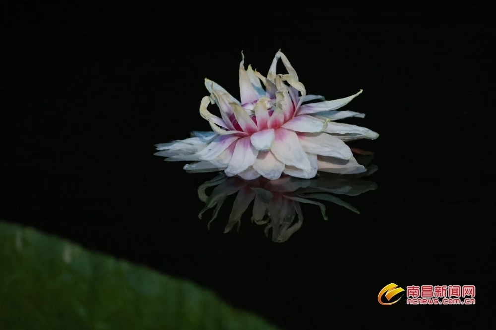 王花草图片 DC69D76708E93574DC386983F5DC64D7CD269A88_size62_w1000_h666.jpg