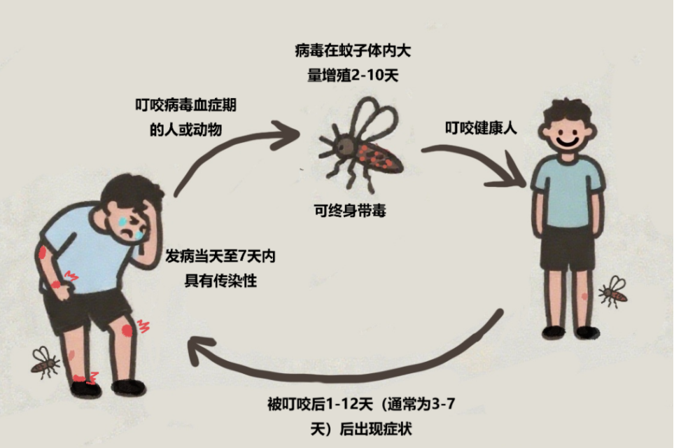 清积水+做防护!预防基孔肯雅热,做好这2招