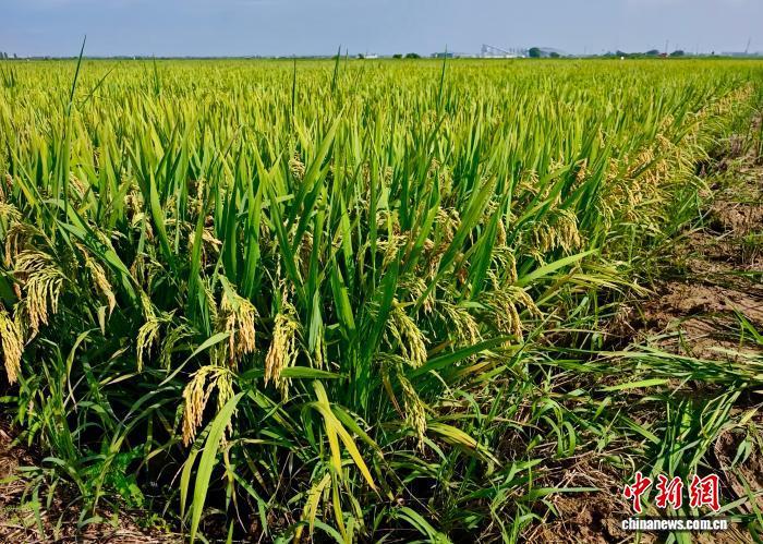 图为江西省南昌市新建区联圩镇万亩水稻绿色高产示范基地内种植的早稻试验品种。刘家兴 摄