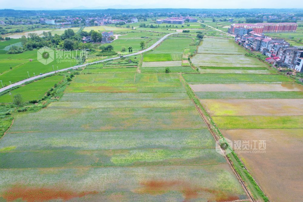 2025年7月23日，雨后的江西省泰和县万合镇坪上村，稻田里翠绿、淡青的禾苗，正在稻田里抛秧的村民与田园、道路、树木交相辉映，构成一幅美丽的乡村画卷。