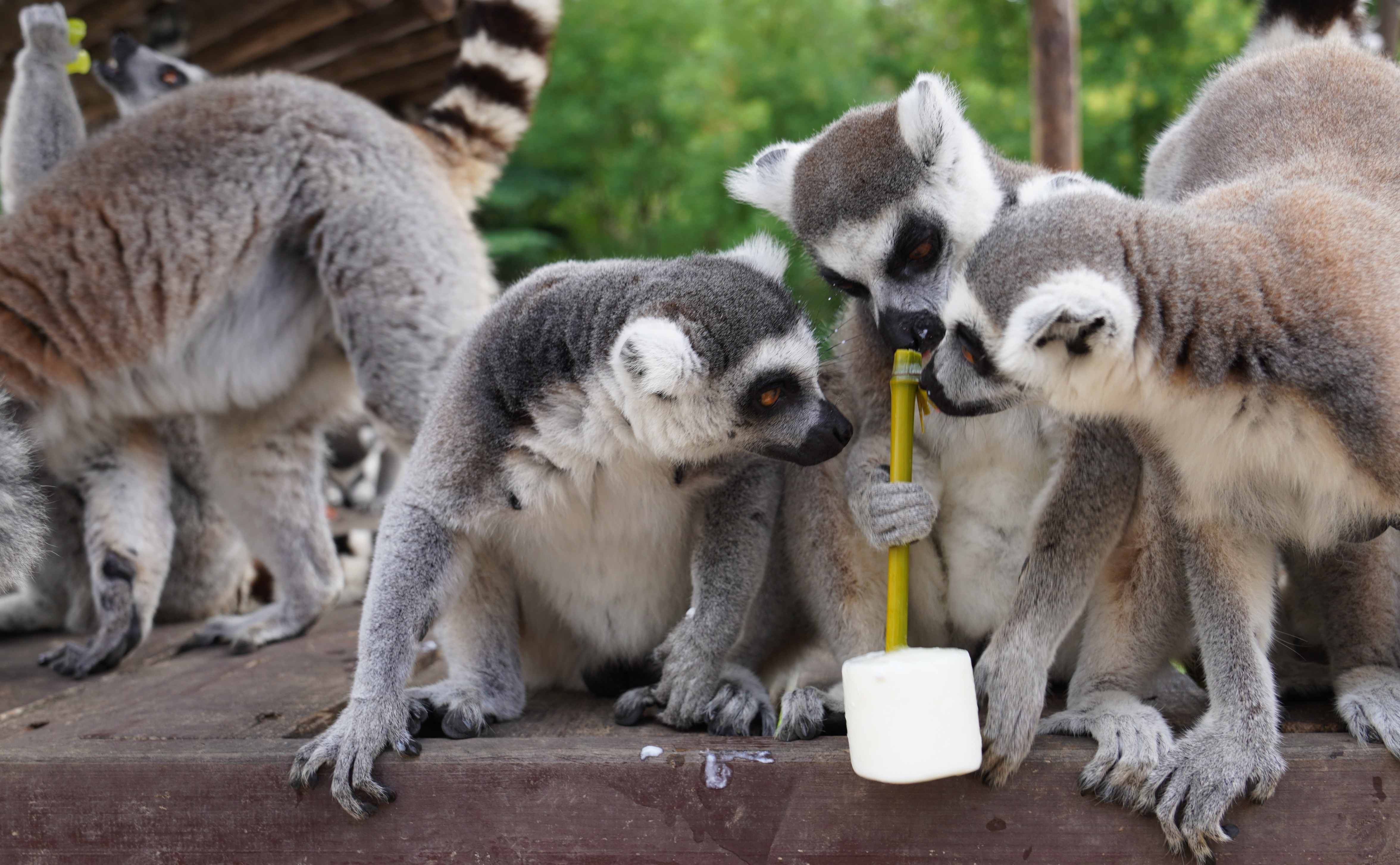 青岛森林野生动物世界:保育员花式出招 为动物撑起“降温伞”