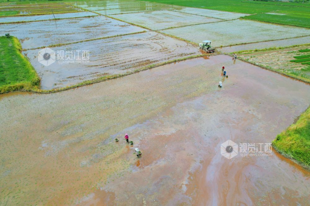 2025年7月23日，雨后的江西省泰和县万合镇坪上村，稻田里翠绿、淡青的禾苗，正在稻田里抛秧的村民与田园、道路、树木交相辉映，构成一幅美丽的乡村画卷。