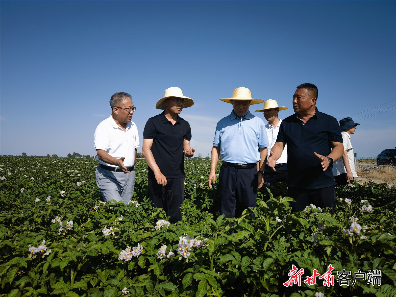 马铃薯长势喜人
