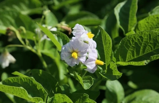 甘肃夏日消暑图鉴拿捏美食美景　谁懂这一口的含金量