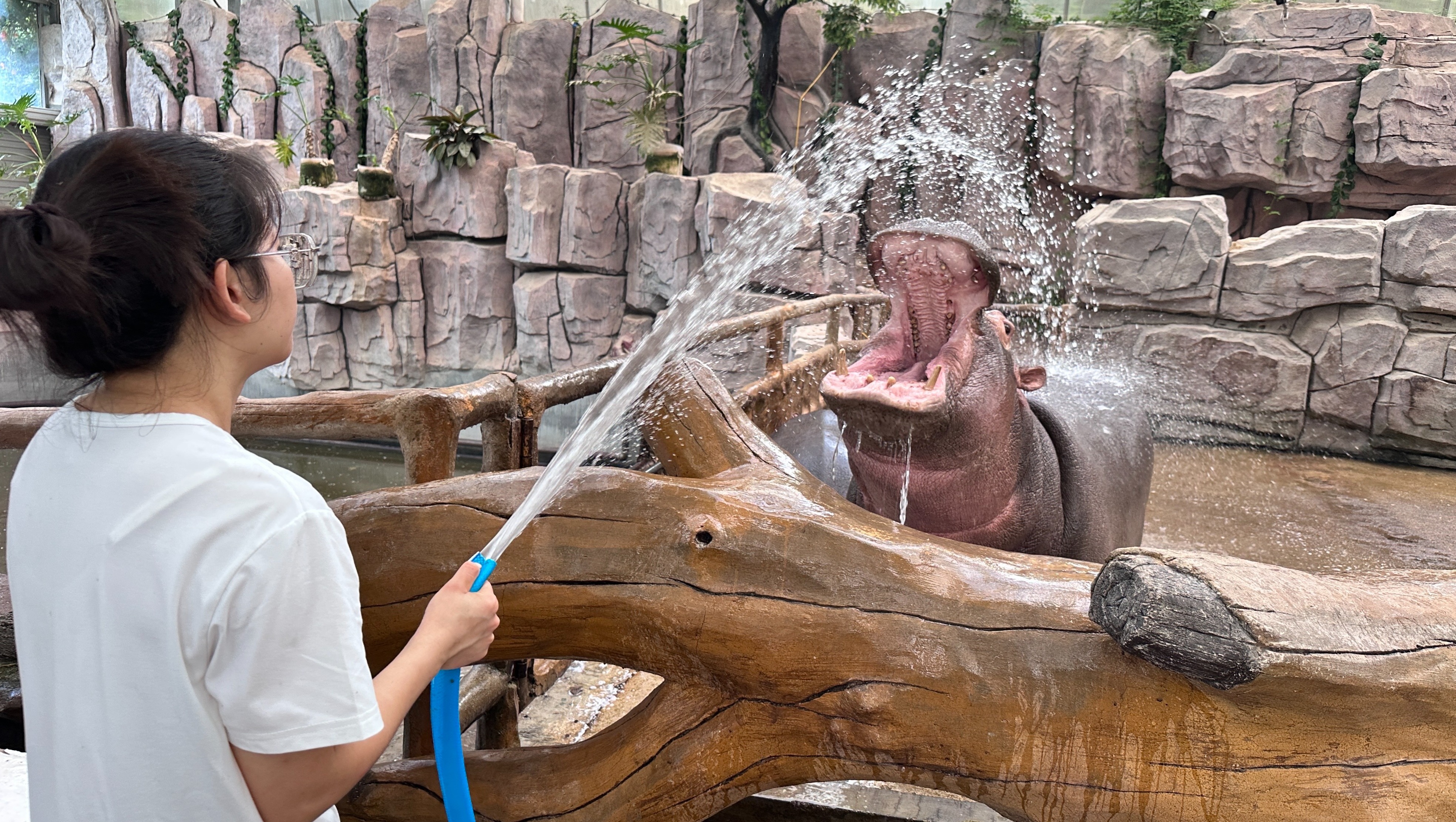 青岛森林野生动物世界:保育员花式出招 为动物撑起“降温伞”