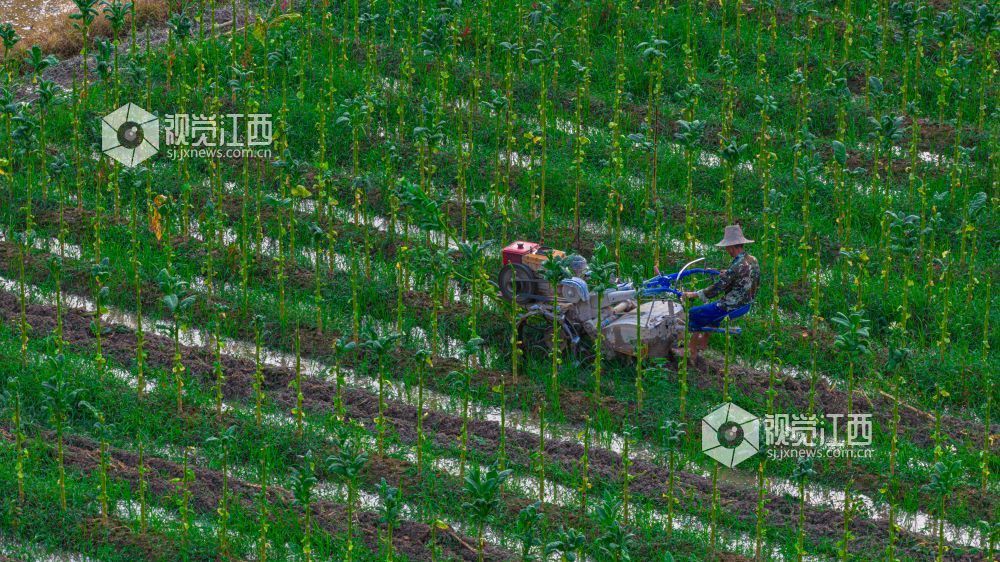 2025年7月15日在江西省吉安市峡江县覆箱峰拍摄的画面。