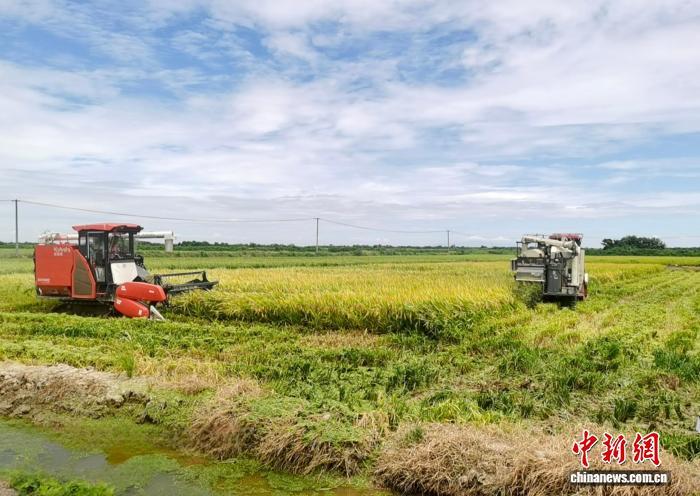 图为在江西省南昌市南昌县蒋巷镇的大田农社水稻种植区，农户正在收割早稻。　受访者供图