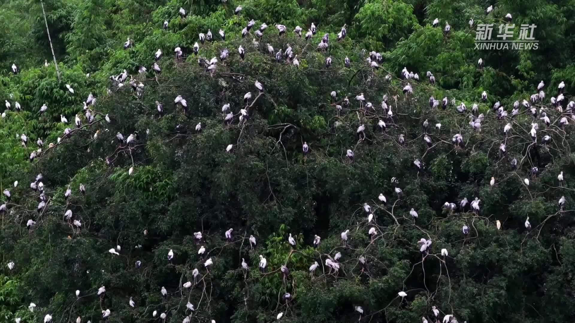 生态画卷！西双版纳勐海森林“鹳”花怒放