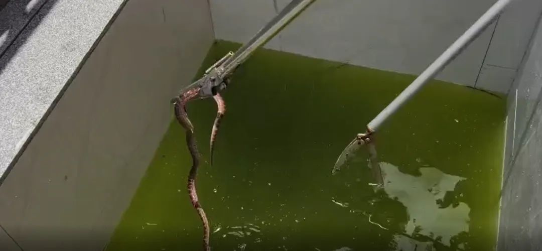 爱玩球的贪玩蛇