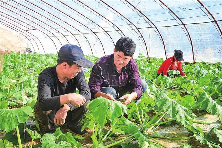 敦煌市七里镇农技专家为农户讲解西葫芦培育技术　谢沛宏