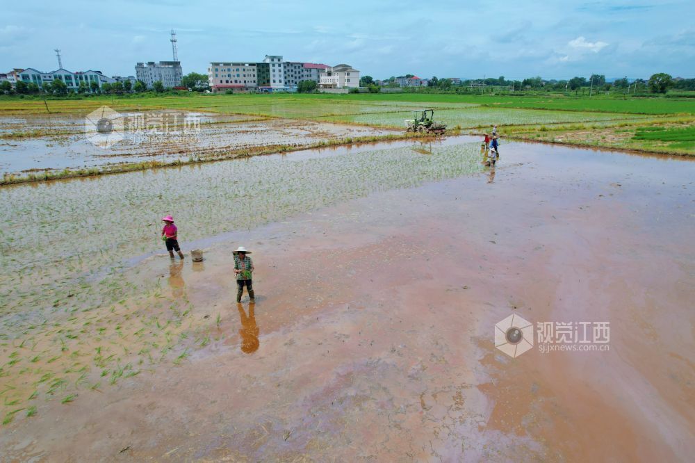 2025年7月23日，雨后的江西省泰和县万合镇坪上村，稻田里翠绿、淡青的禾苗，正在稻田里抛秧的村民与田园、道路、树木交相辉映，构成一幅美丽的乡村画卷。