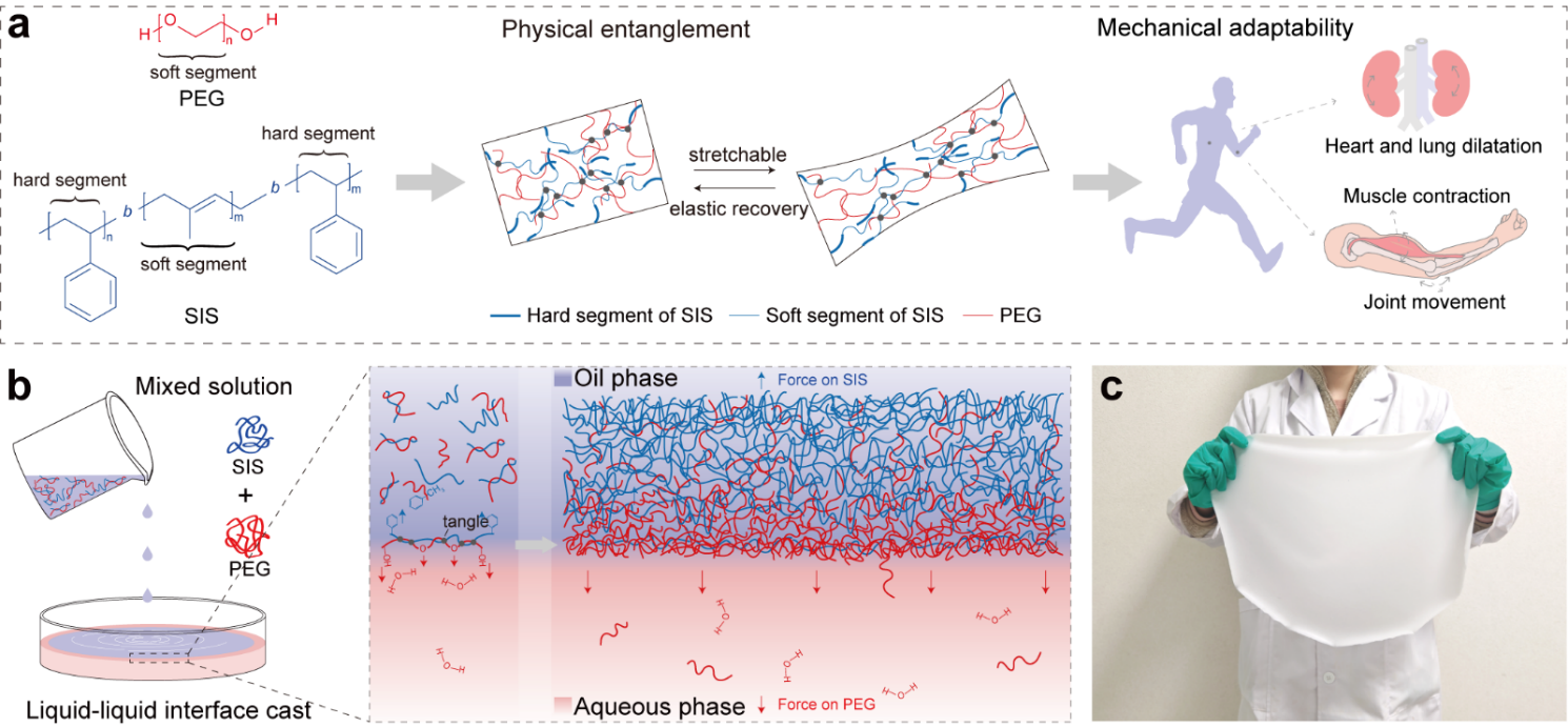 图1.PEG/SIS超柔性压电薄膜的构想与合成