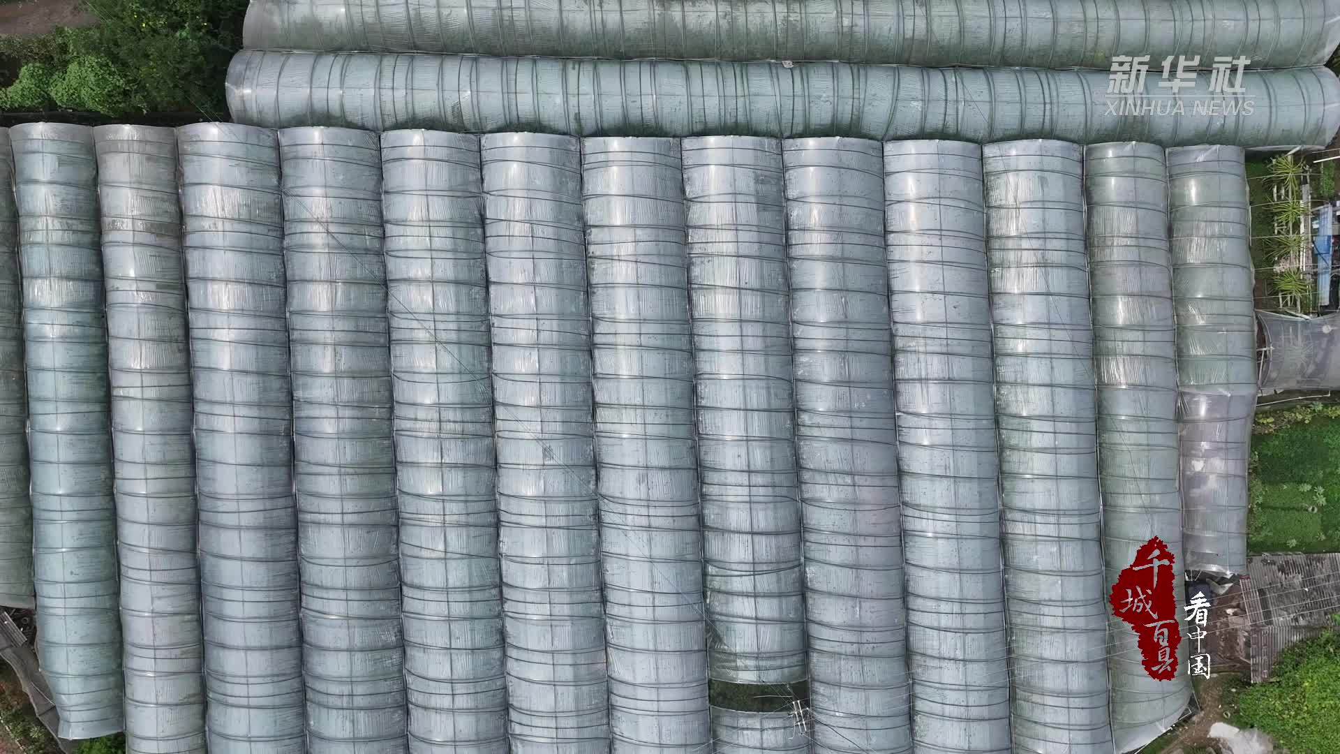 千城百县看中国｜福建德化：葡香满园 采摘正当时