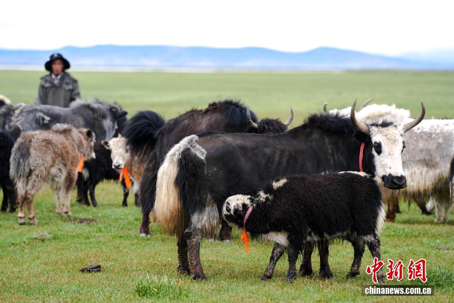 中新社记者 张祥毅 摄
