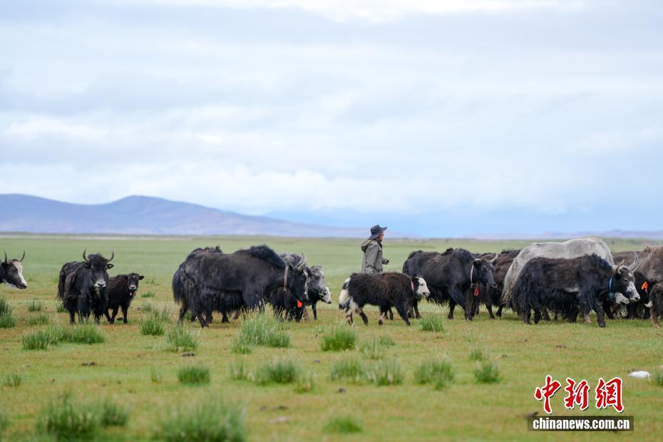 中新社记者 张祥毅 摄