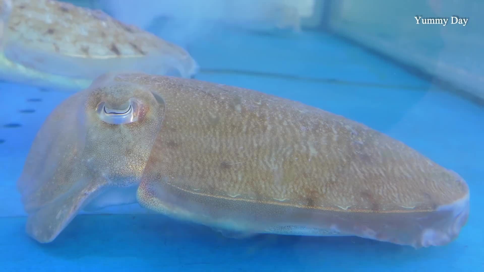 韩国阿姨宰杀乌贼做刺身，这过程把我看呆了