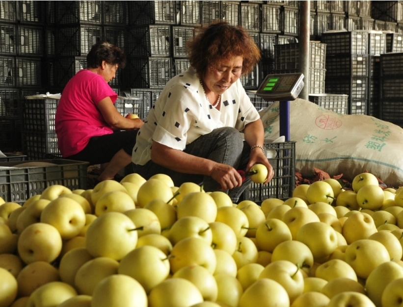 万里镇尹庄村的果农将刚采摘的皇冠梨装箱外销(资料图片)。苑立伟 摄