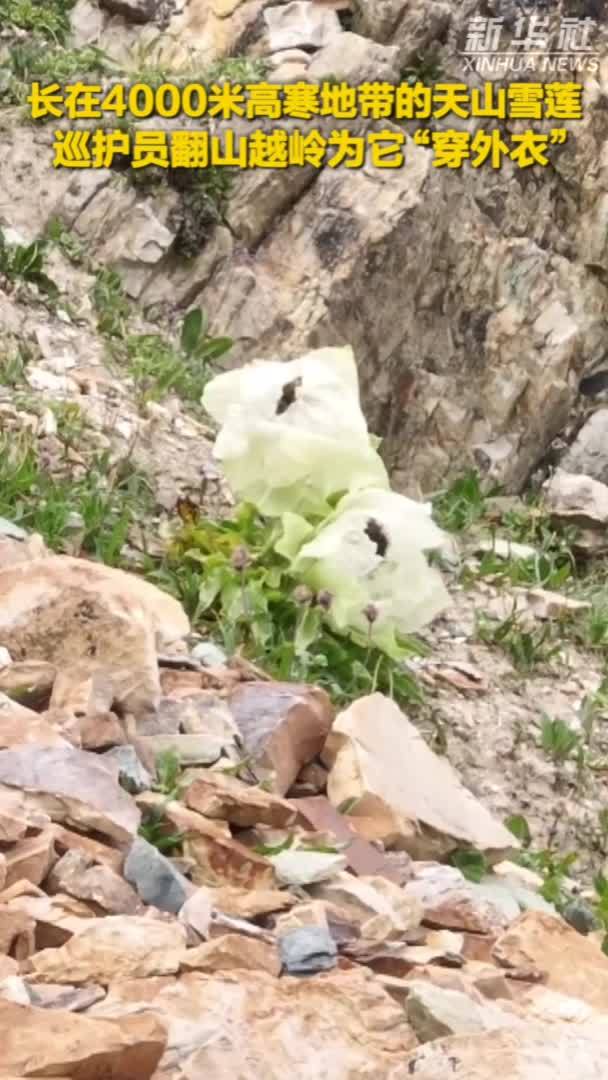 秀我中国｜长在4000米高寒地带的天山雪莲，巡护员翻山越岭为它“穿外衣”
