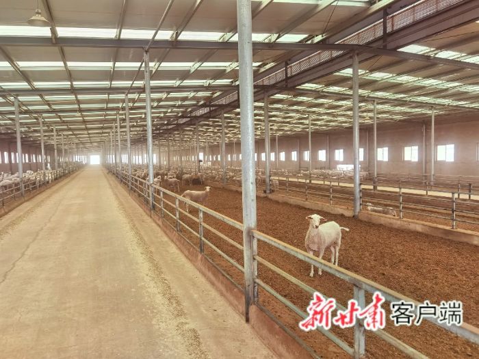甘肃元生农牧科技有限公司奶绵羊养殖基地
