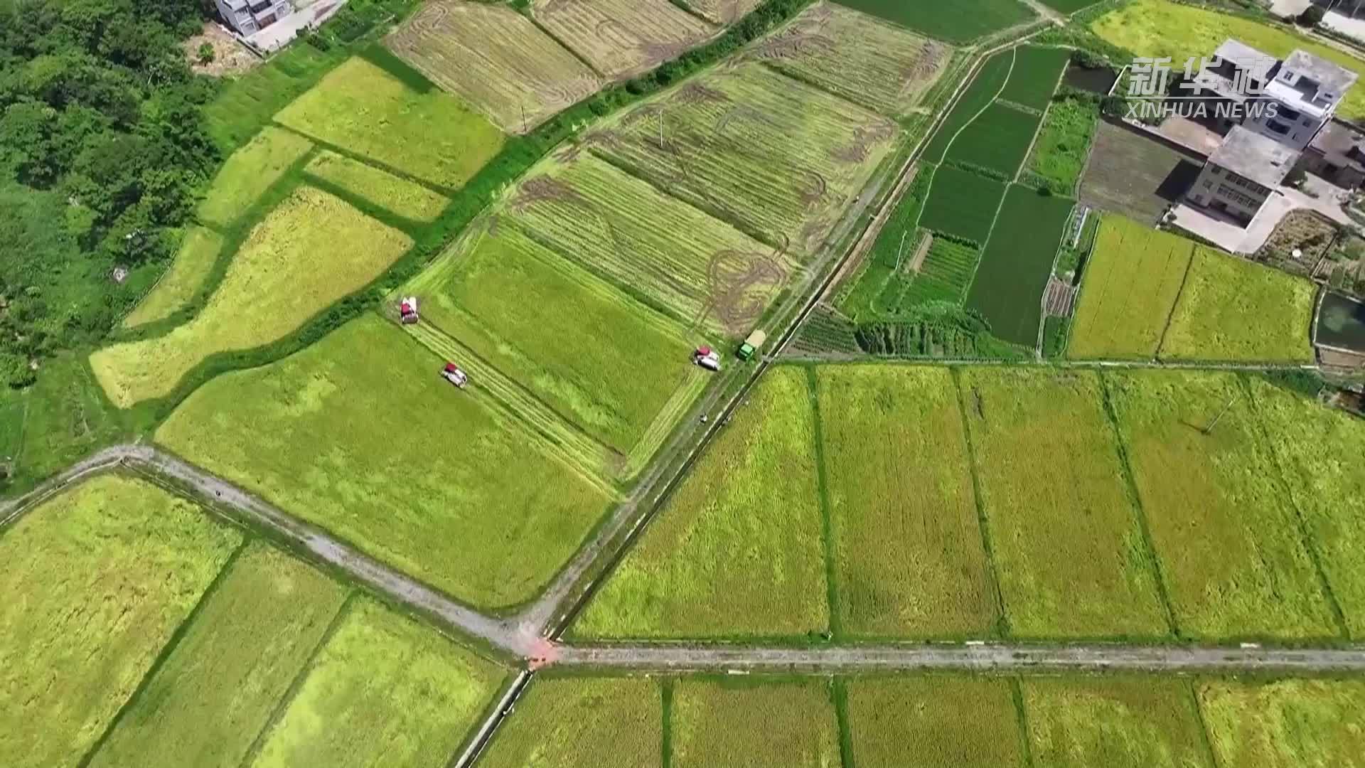 江西赣州：强化技术服务支撑 保障夏收顺利推进