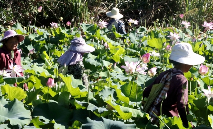 江西九江彭泽县太平关乡永乐村荷花种植基地,莲农们正穿梭于密密麻麻的荷叶丛中采摘莲蓬。(李亮 摄)