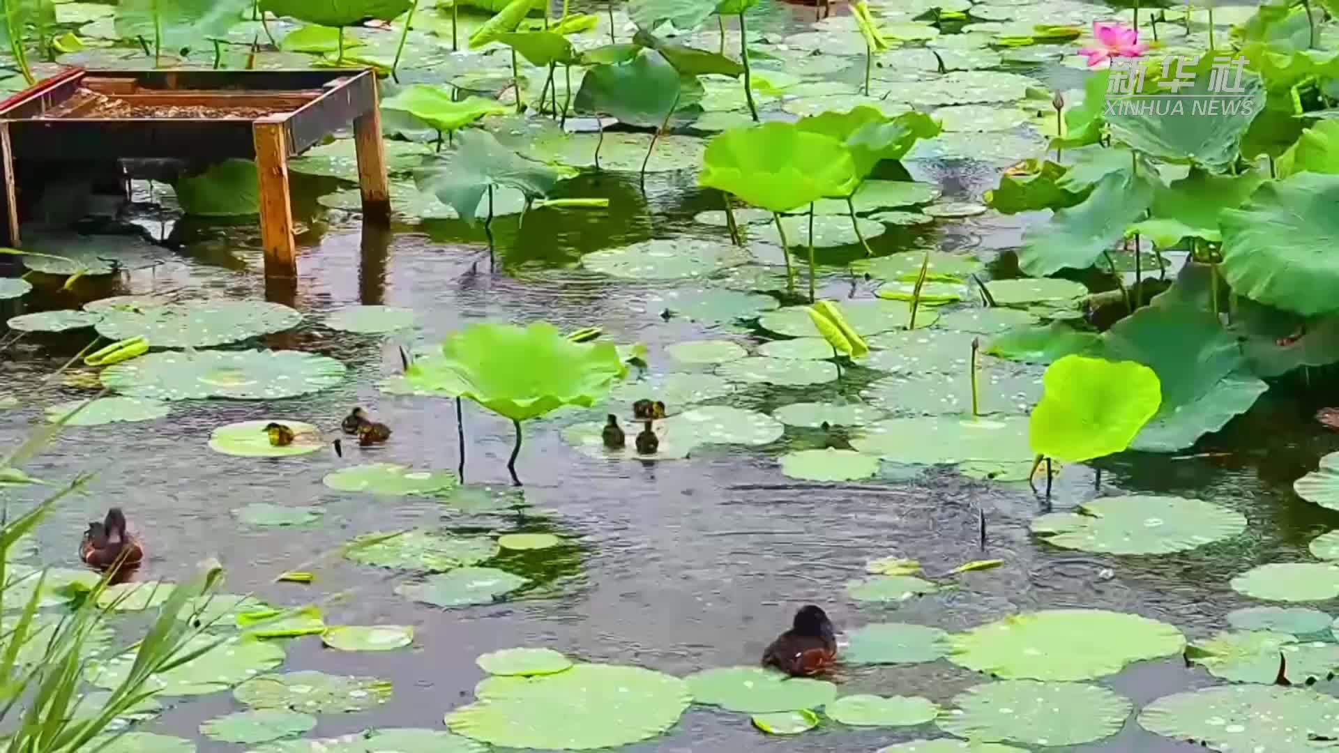 青头潜鸭自然繁育与野化放飞项目在河北衡水湖取得进展