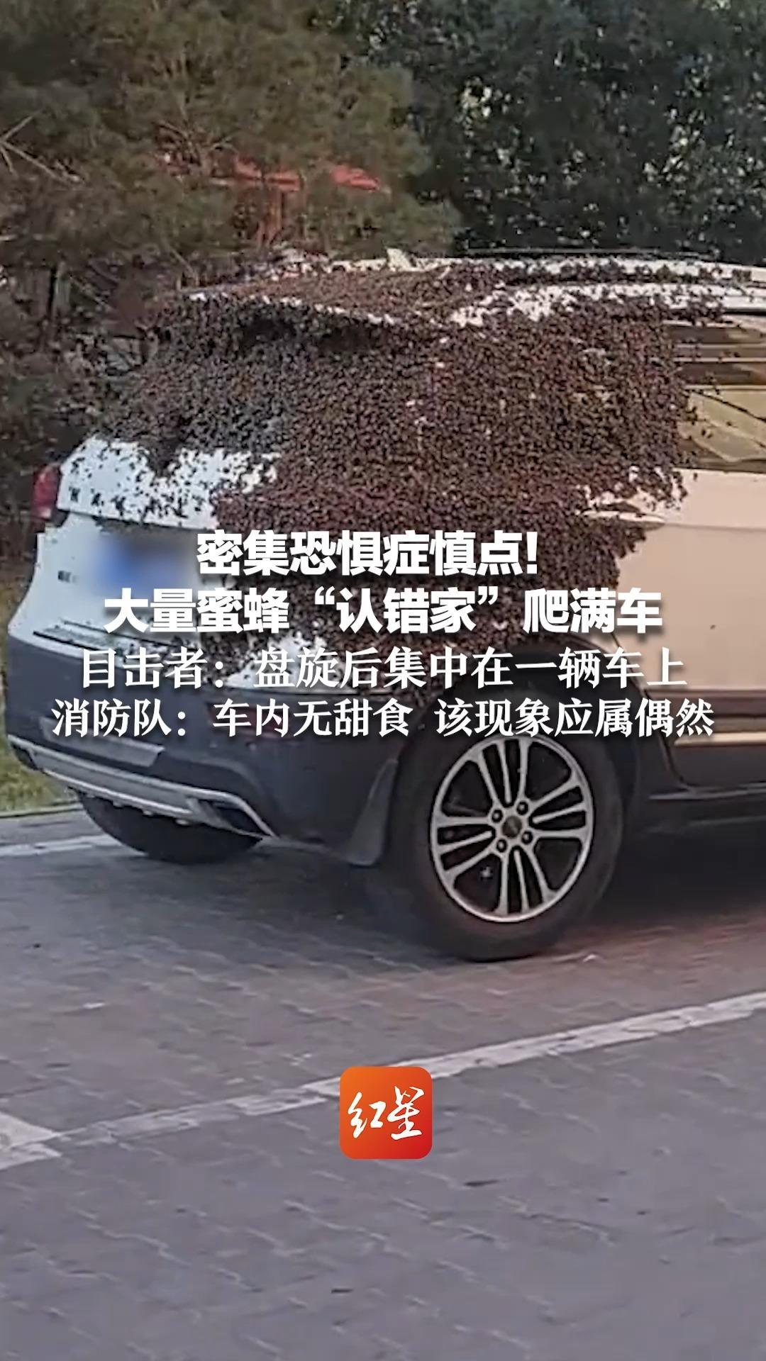 密集恐惧症慎点！大量蜜蜂“认错家”爬满车 目击者：盘旋后集中在一辆车上 消防队：车内无甜食 该现象应属偶然