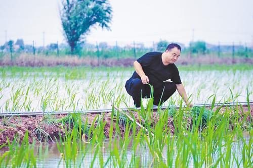 7月25日，袁振强来到茭白水田间，查看茭白的长势。 燕赵农村报记者 郭庆峰摄