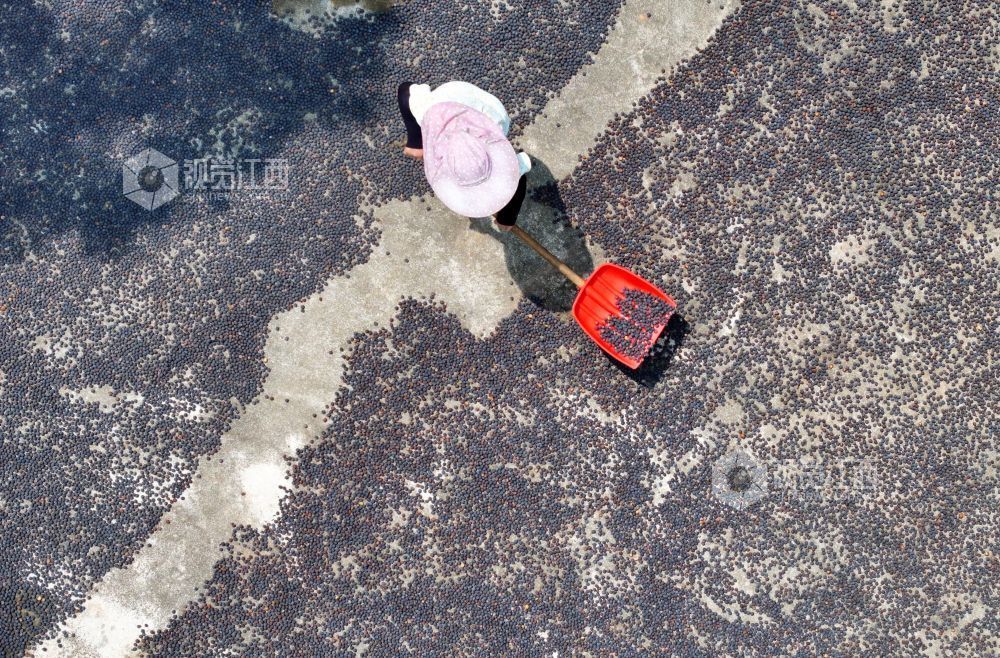 7月30日，江西省吉安市泰和县冠朝镇宏冈村生态莲子种植基地，农民正在晾晒莲子。