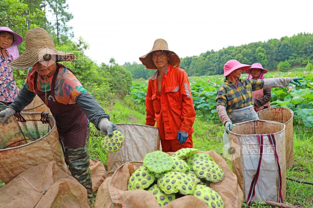 7月30日，江西省吉安市泰和县冠朝镇宏冈村生态莲子种植基地，农民正在将采摘的莲蓬装袋。