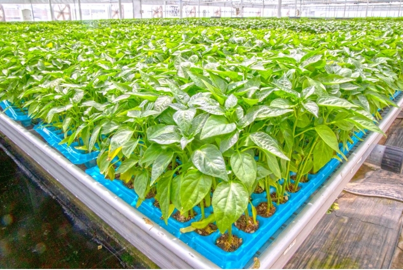 万里镇蔬菜种苗供应全国各地。刘文杰 摄