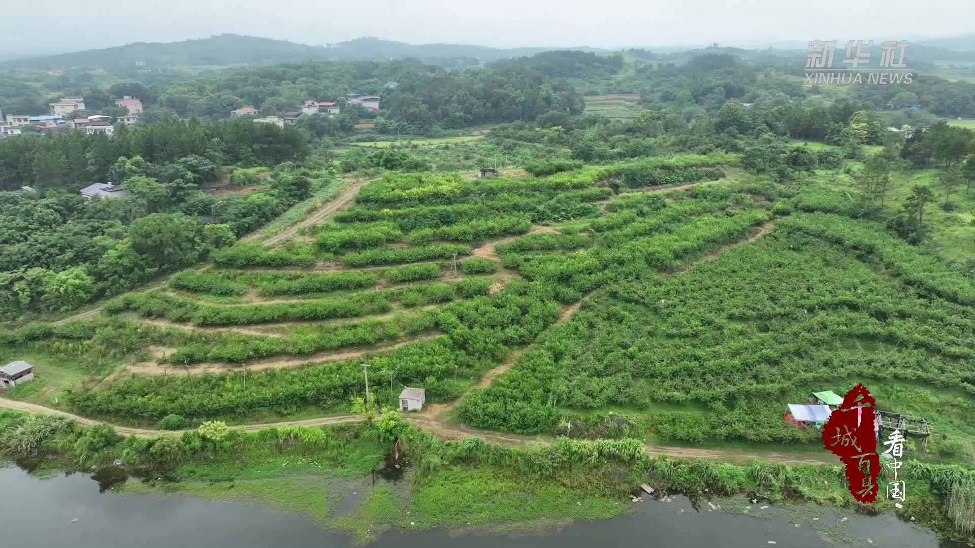 千城百县看中国｜湖南祁阳：桃香四溢季 采摘正当时