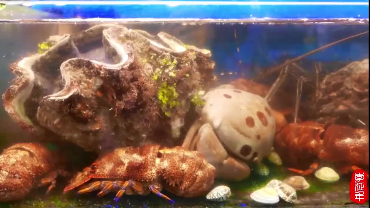 任何海鲜到了日本人手里，刺身都少不了，看日本人如何吃砗磲