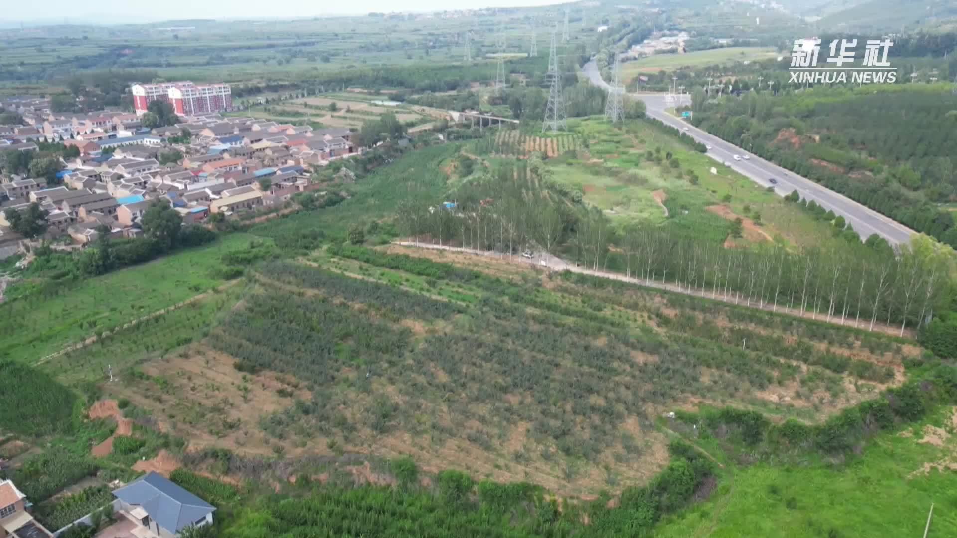 山西泽州：三色“致富果”甜透百姓心