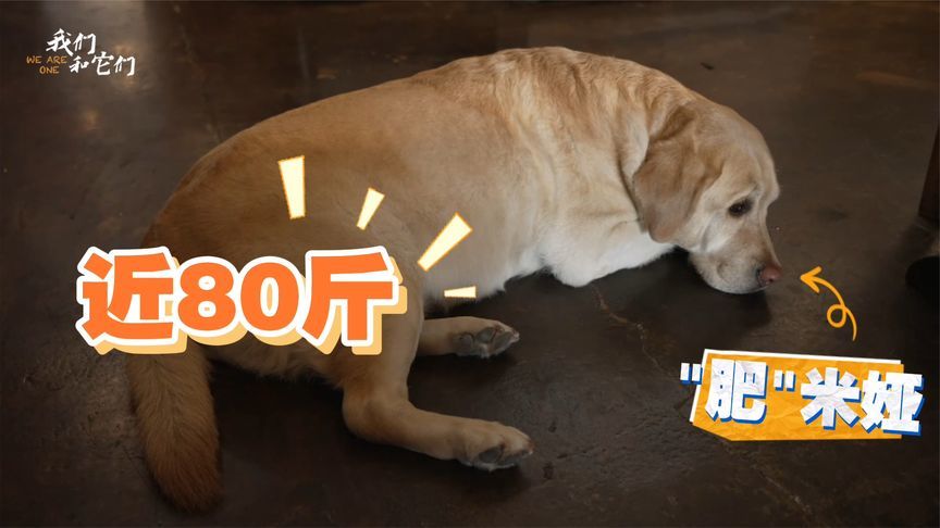 近80斤的拉布拉多，因贪吃错失导盲犬资格，却意外成“美食博主”