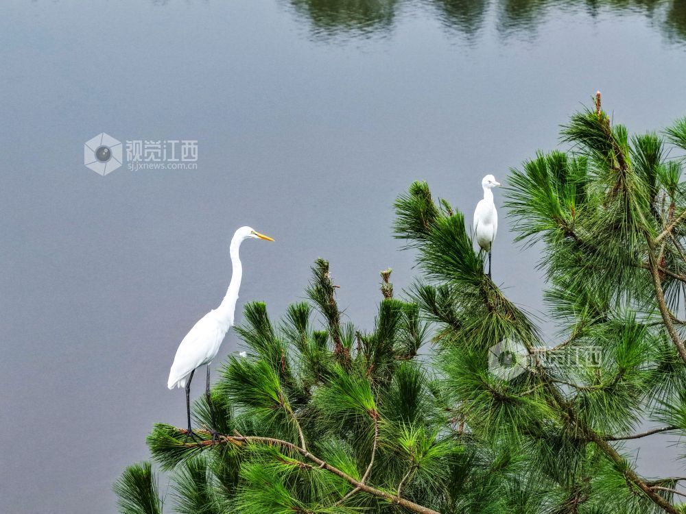 2025年7月29日，江西省吉安市吉水县水南镇莲蓬岭村，成群结队的白鹭悠然栖息于村畔山林湿地间，或优雅筑巢，或悉心育雏，好一幅夏日生态画卷。