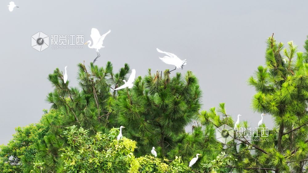 2025年7月29日，江西省吉安市吉水县水南镇莲蓬岭村，成群结队的白鹭悠然栖息于村畔山林湿地间，或优雅筑巢，或悉心育雏，好一幅夏日生态画卷。