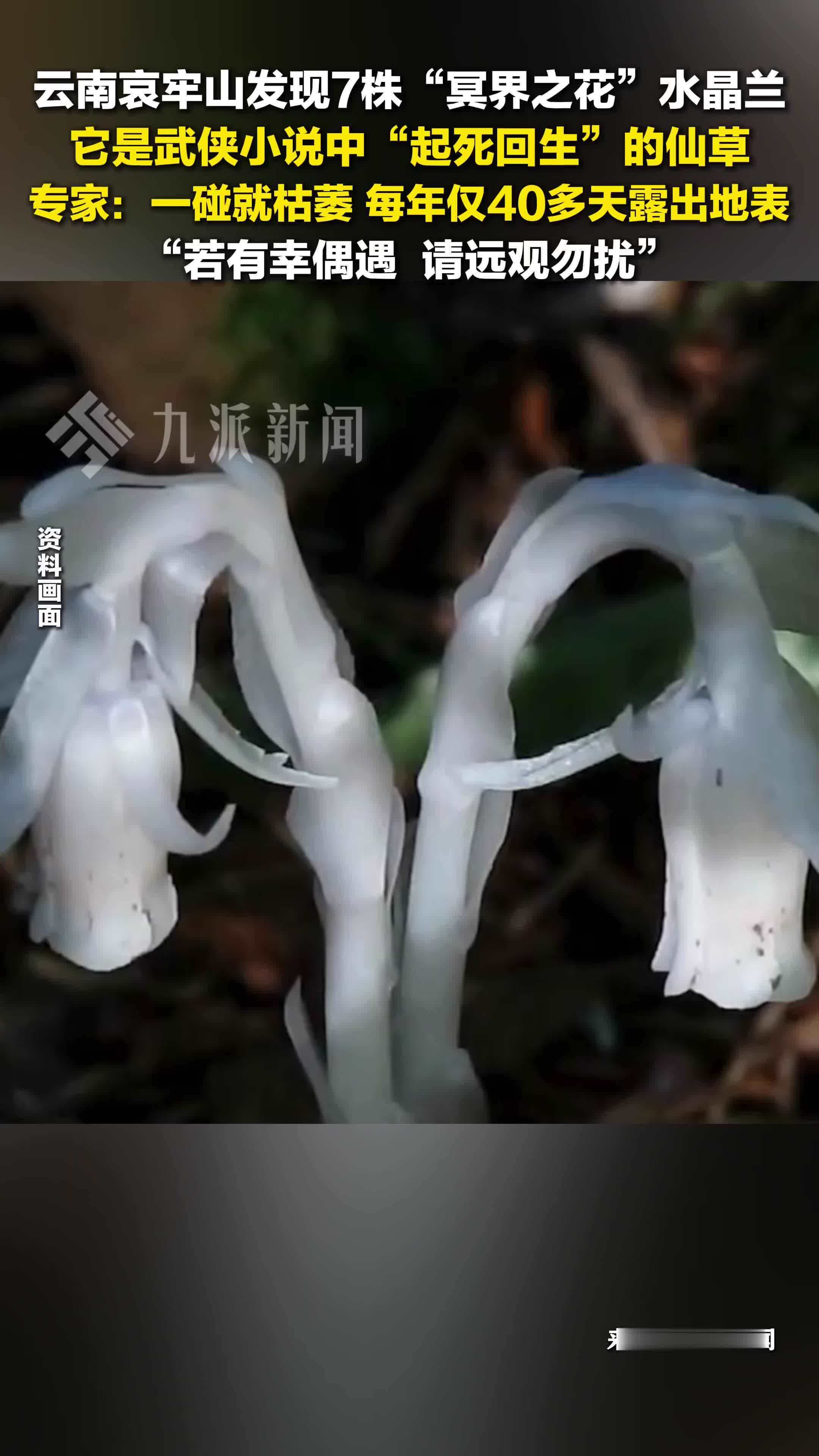 哀牢山发现7株冥界之花水晶兰