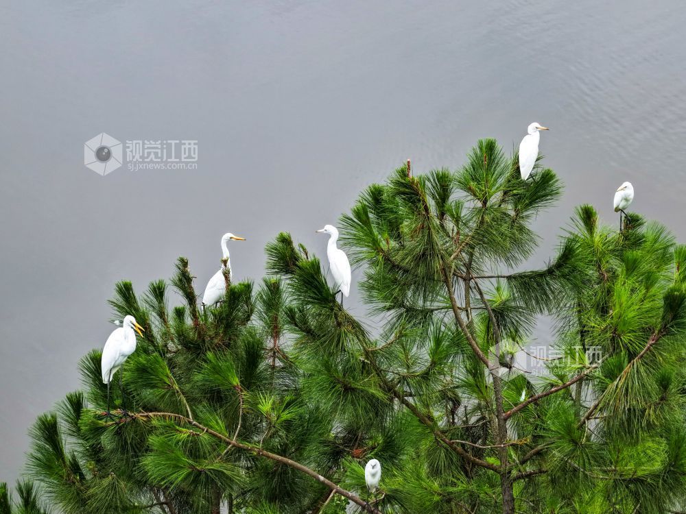 2025年7月29日，江西省吉安市吉水县水南镇莲蓬岭村，成群结队的白鹭悠然栖息于村畔山林湿地间，或优雅筑巢，或悉心育雏，好一幅夏日生态画卷。