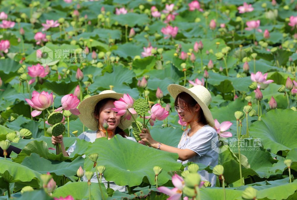 7月30日，江西省吉安市泰和县冠朝镇宏冈村生态莲子种植基地，游客展示采摘莲蓬、荷花。