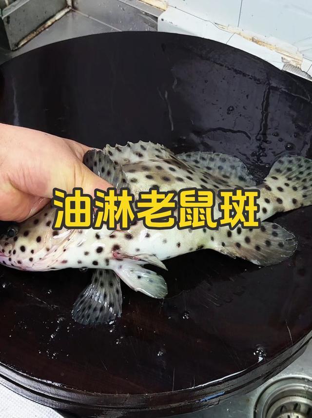 第一次吃老鼠斑，给大家分享一下老鼠斑到底什么味道，一只价格顶半只肥羊