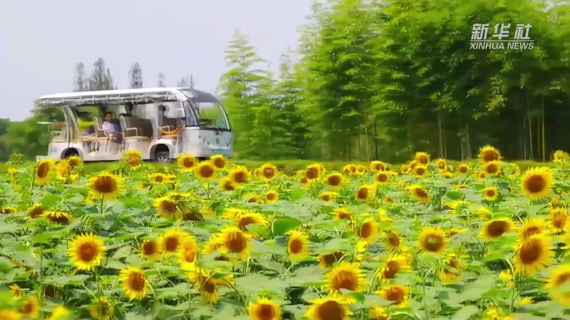 良渚古城近万株向日葵盛开 游客感受夏日浪漫