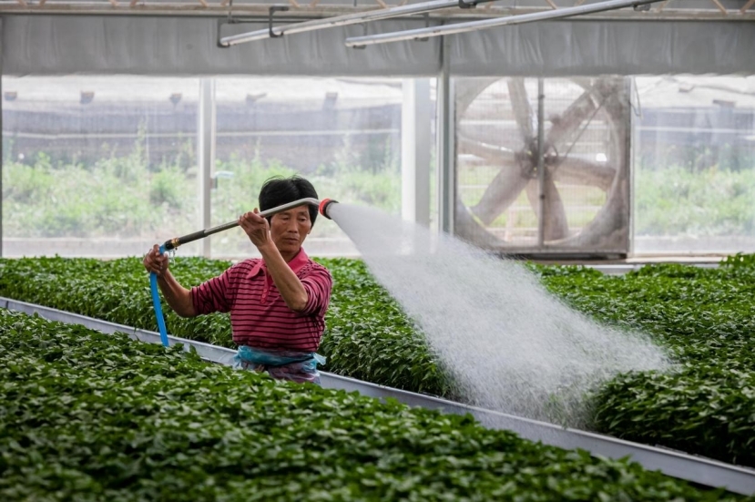 每一株种苗都要被呵护。吕国良 摄