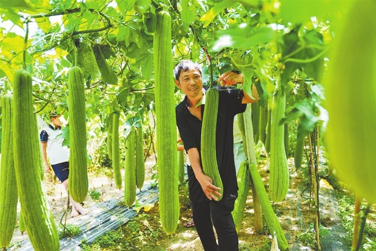 夏日丰收（图）