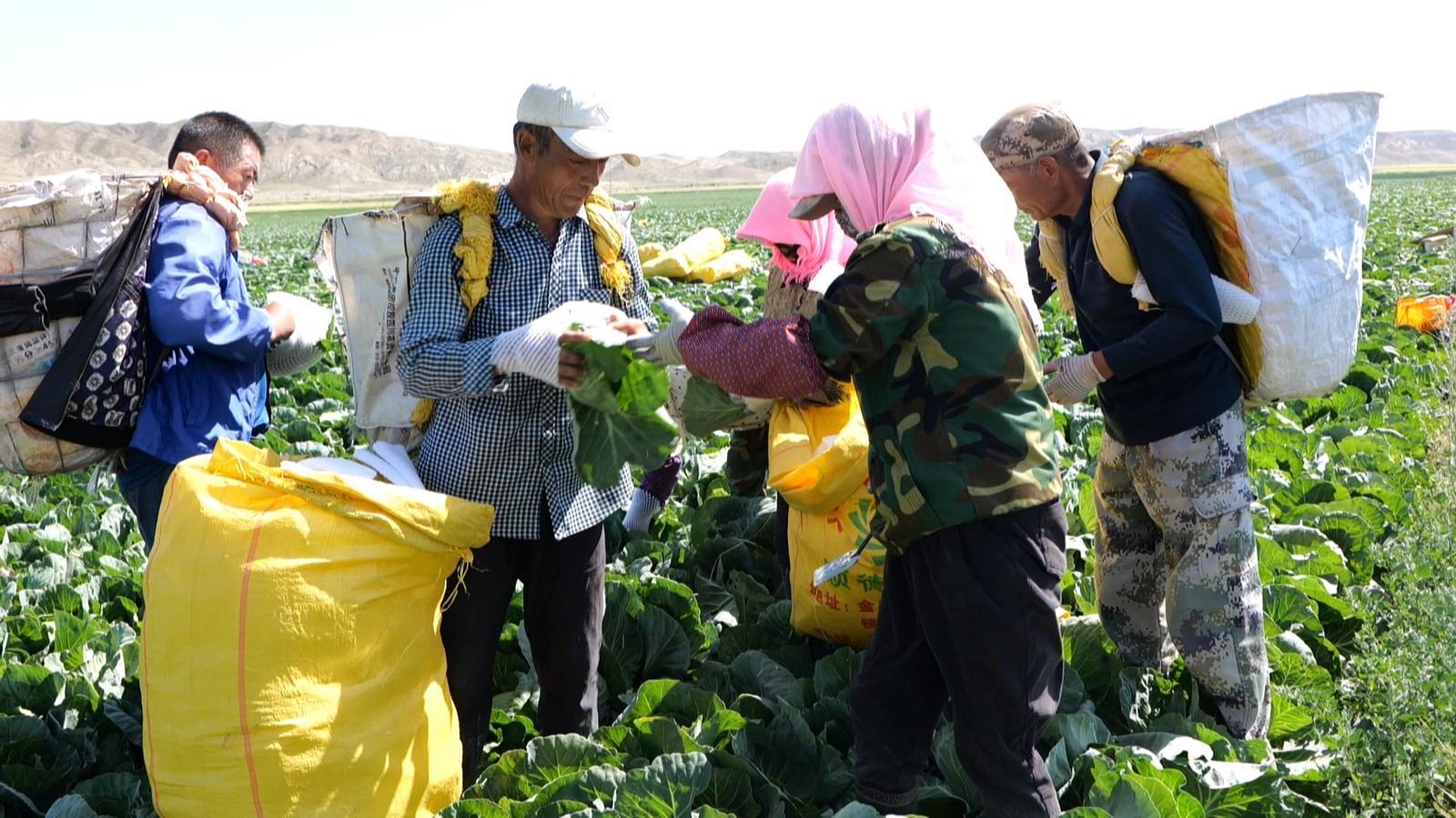 高原夏菜一路领“鲜”　永昌走好富“蔬”路