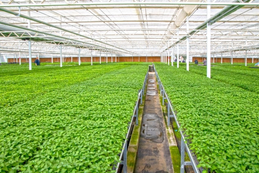 绿苑蔬菜专业合作社蔬菜种苗基地。刘文杰 摄