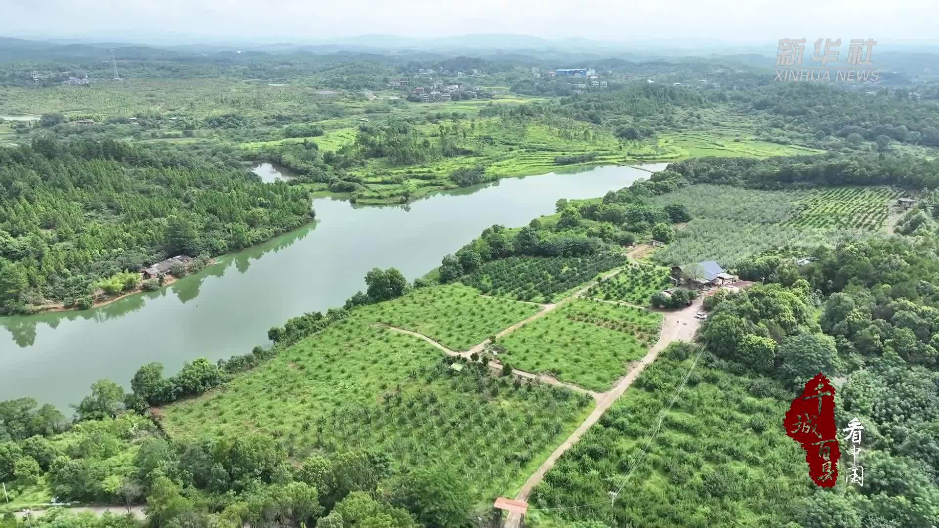 千城百县看中国｜湖南冷水滩：奈李丰收 甜蜜满园