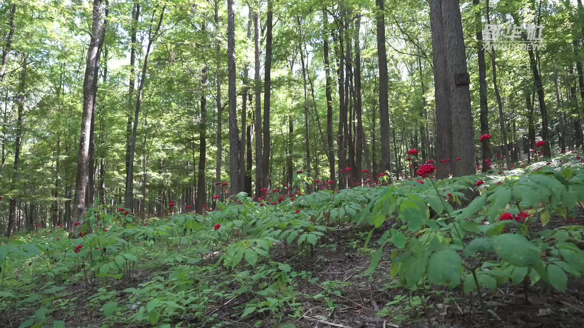 吉林舒兰：扎根林海 推动“人参+”发展